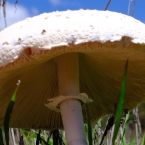 Chlorophyllum/Macrolepiota sp. (genus) at Denman Prospect, ACT - 15 Mar 2020