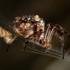 Backobourkia sp. (genus) (An orb weaver) at Bruce Ridge - 13 Feb 2016 by Bron