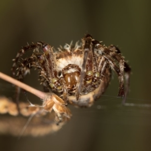 Backobourkia sp. (genus) at Bruce, ACT - 13 Feb 2016 12:23 PM