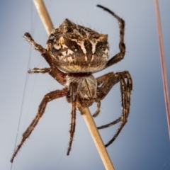 Backobourkia sp. (genus) at Bruce, ACT - 13 Feb 2016 12:23 PM