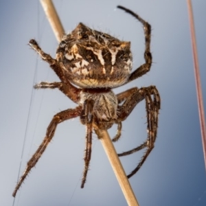 Backobourkia sp. (genus) at Bruce, ACT - 13 Feb 2016