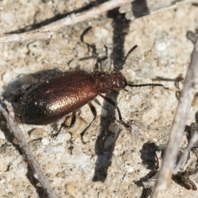 Lagriini sp. (tribe) (Unidentified lagriine darkling beetle) at ANBG - 12 Mar 2020 by AlisonMilton