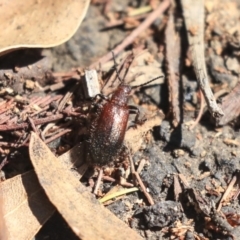 Lagriini sp. (tribe) at Hackett, ACT - 13 Mar 2020 10:34 AM