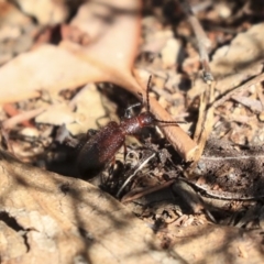 Lagriini sp. (tribe) at Hackett, ACT - 13 Mar 2020