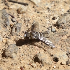 Villa sp. (genus) (Unidentified Villa bee fly) at ANBG - 13 Mar 2020 by AlisonMilton