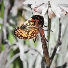 Harpobittacus australis (Hangingfly) at Namadgi National Park - 13 Mar 2020 by JohnBundock