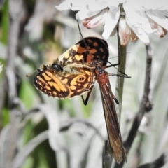 Harpobittacus australis (Hangingfly) at Cotter River, ACT - 13 Mar 2020 by JohnBundock