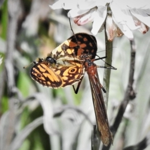 Harpobittacus australis at Cotter River, ACT - 13 Mar 2020 12:03 PM