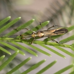 Rayieria acaciae (Acacia-spotting bug) at Hackett, ACT - 12 Mar 2020 by AlisonMilton