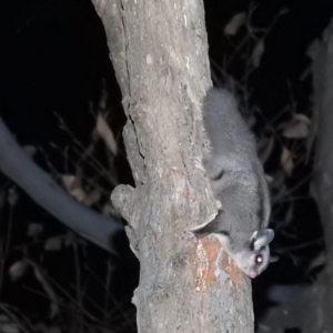 Petaurus notatus at Mystery Bay, NSW - 8 Mar 2020