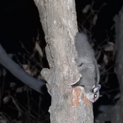 Petaurus notatus (Krefft’s Glider, Sugar Glider) at Mystery Bay, NSW - 8 Mar 2020 by HelenCross