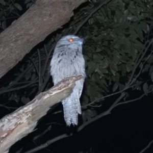 Podargus strigoides at Mystery Bay, NSW - 8 Mar 2020 07:52 PM