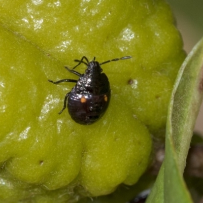 Monteithiella humeralis (Pittosporum shield bug) at Acton, ACT - 13 Mar 2020 by AlisonMilton
