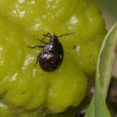 Monteithiella humeralis (Pittosporum shield bug) at Acton, ACT - 13 Mar 2020 by AlisonMilton