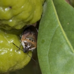 Monteithiella humeralis at Acton, ACT - 13 Mar 2020