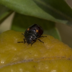 Monteithiella humeralis at Acton, ACT - 13 Mar 2020