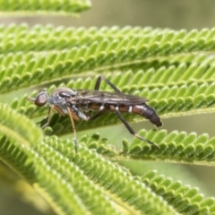 Ectinorhynchus sp. (genus) (A Stiletto Fly) at ANBG - 13 Mar 2020 by AlisonMilton