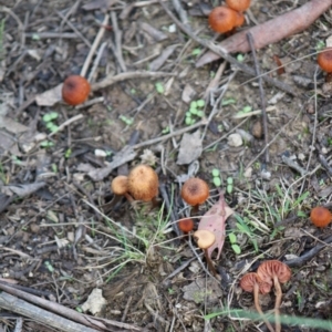 Laccaria sp. at Mongarlowe, NSW - 14 Mar 2020