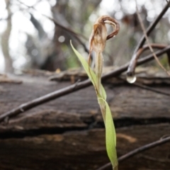 Diplodium ampliatum at Hackett, ACT - suppressed