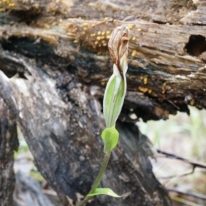 Diplodium ampliatum at Hackett, ACT - suppressed