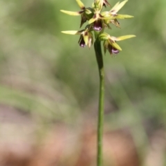 Corunastylis oligantha (Mongarlowe Midge Orchid) at Mongarlowe River - 15 Mar 2020 by kieranh