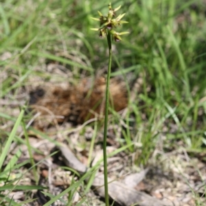 Corunastylis oligantha at Mongarlowe, NSW - 15 Mar 2020