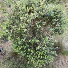 Eucalyptus crenulata (Buxton Gum) at Mongarlowe River - 15 Mar 2020 by LisaH