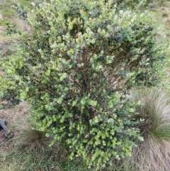 Eucalyptus crenulata (Buxton Gum) at QPRC LGA - 15 Mar 2020 by LisaH