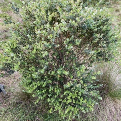 Eucalyptus crenulata (Buxton Gum) at QPRC LGA - 15 Mar 2020 by LisaH