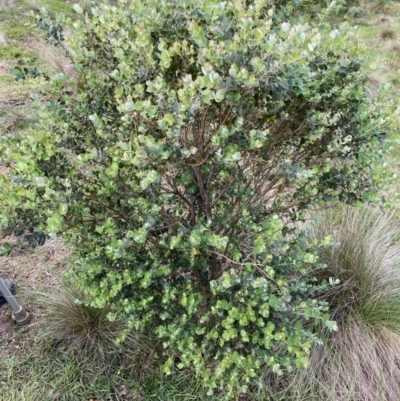 Eucalyptus crenulata (Victorian silver gum, Buxton gum) at Mongarlowe, NSW - 15 Mar 2020 by LisaH