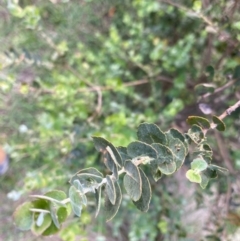 Eucalyptus crenulata at Mongarlowe, NSW - 15 Mar 2020