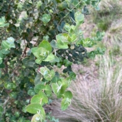 Eucalyptus crenulata at Mongarlowe, NSW - 15 Mar 2020