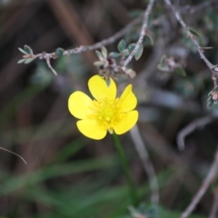 Ranunculus lappaceus (Australian Buttercup) at Mongarlowe, NSW - 15 Mar 2020 by LisaH