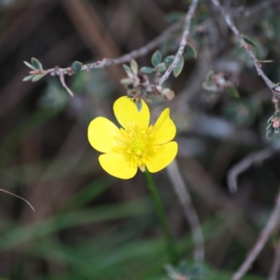 Ranunculus lappaceus (Australian Buttercup) at Mongarlowe, NSW - 15 Mar 2020 by LisaH