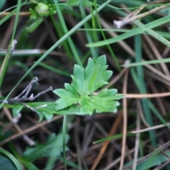 Ranunculus lappaceus at Mongarlowe, NSW - 15 Mar 2020