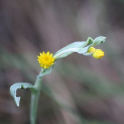 Chrysocephalum apiculatum (Common Everlasting) at Mongarlowe River - 15 Mar 2020 by LisaH