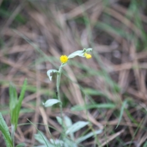 Chrysocephalum apiculatum at Mongarlowe, NSW - 15 Mar 2020