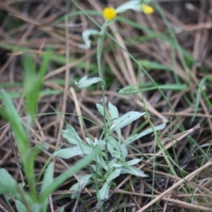 Chrysocephalum apiculatum at Mongarlowe, NSW - 15 Mar 2020