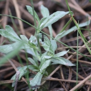 Chrysocephalum apiculatum at Mongarlowe, NSW - 15 Mar 2020