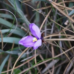 Patersonia sericea var. sericea (Silky Purple-flag) at Mongarlowe, NSW - 15 Mar 2020 by LisaH