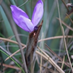 Patersonia sericea var. sericea at Mongarlowe, NSW - 15 Mar 2020