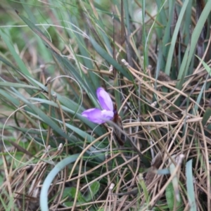 Patersonia sericea var. sericea at Mongarlowe, NSW - 15 Mar 2020