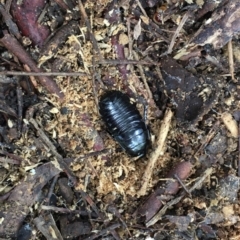 Panesthia australis (Common wood cockroach) at Lyneham, ACT - 15 Mar 2020 by HelenWay