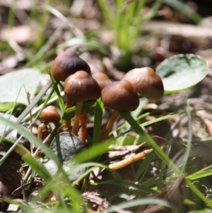 zz agaric (stem; gill colour unknown) at Mongarlowe, NSW - 15 Mar 2020 04:13 PM