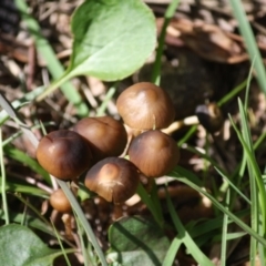 zz agaric (stem; gill colour unknown) at Mongarlowe, NSW - 15 Mar 2020 04:13 PM