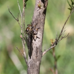 Ommatius coeraebus (a robber fly) at Charleys Forest, NSW - 15 Mar 2020 by LisaH