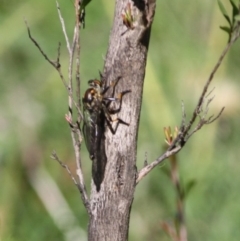 Ommatius coeraebus (a robber fly) at QPRC LGA - 15 Mar 2020 by LisaH