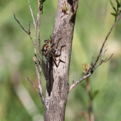 Ommatius coeraebus (a robber fly) at QPRC LGA - 15 Mar 2020 by LisaH