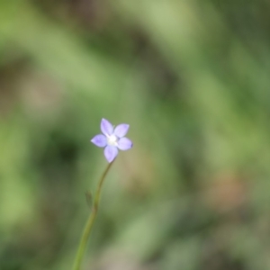 Wahlenbergia sp. at Mongarlowe, NSW - 14 Mar 2020 03:23 PM