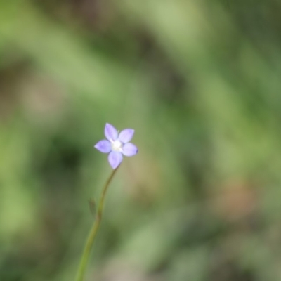 Wahlenbergia sp. (Bluebell) at Mongarlowe, NSW - 14 Mar 2020 by LisaH